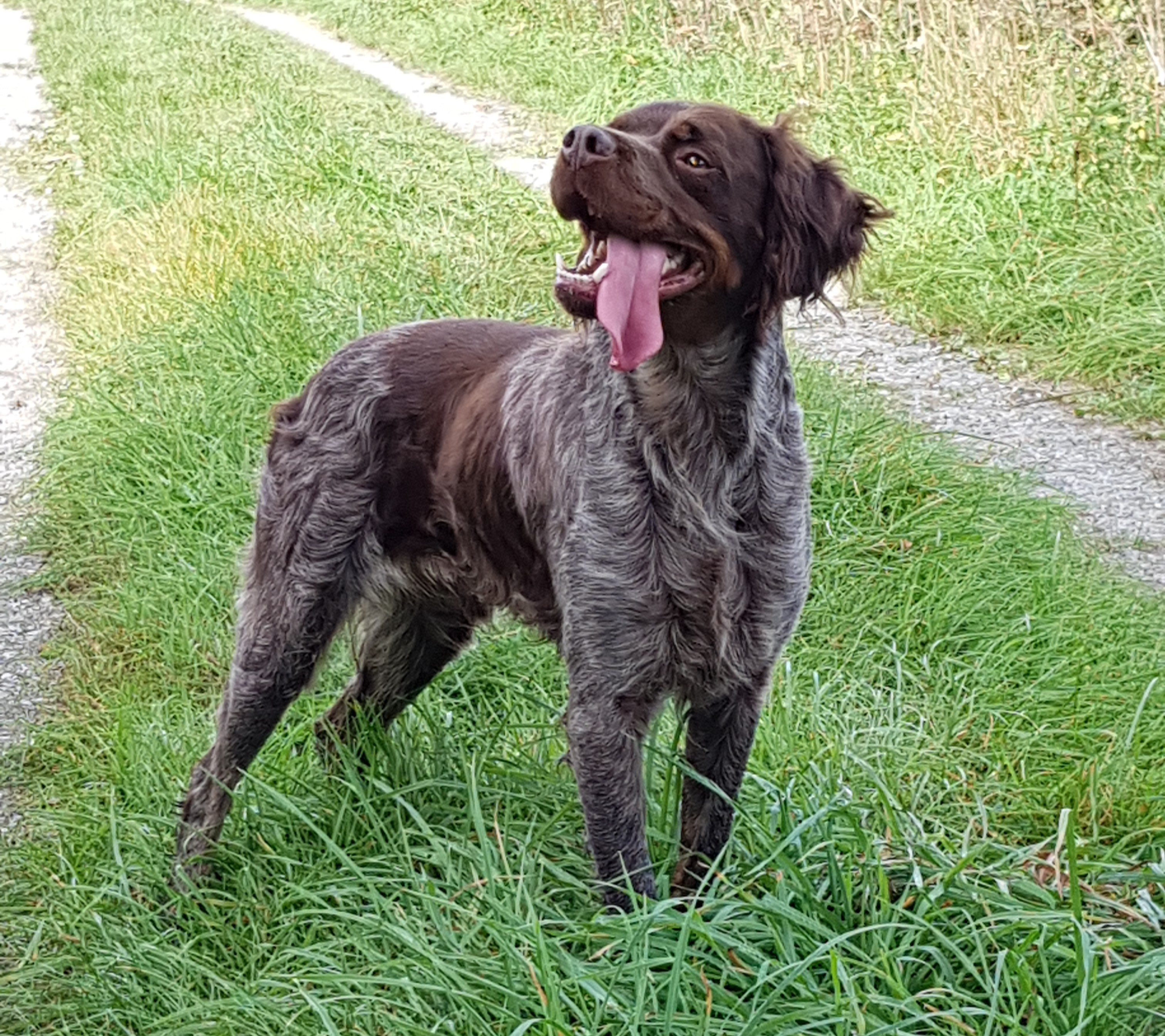 Jeko du domaine de goes kuard